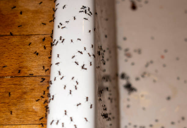 Best Ant Control Services  in Rockport, IN