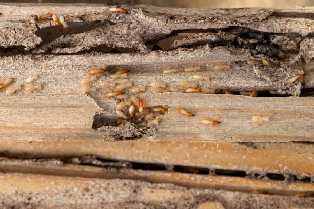 Best Wasp Removal Services  in Rockport, IN